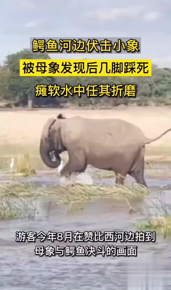 鳄鱼惹怒母象，在母象的怒火中无力反抗