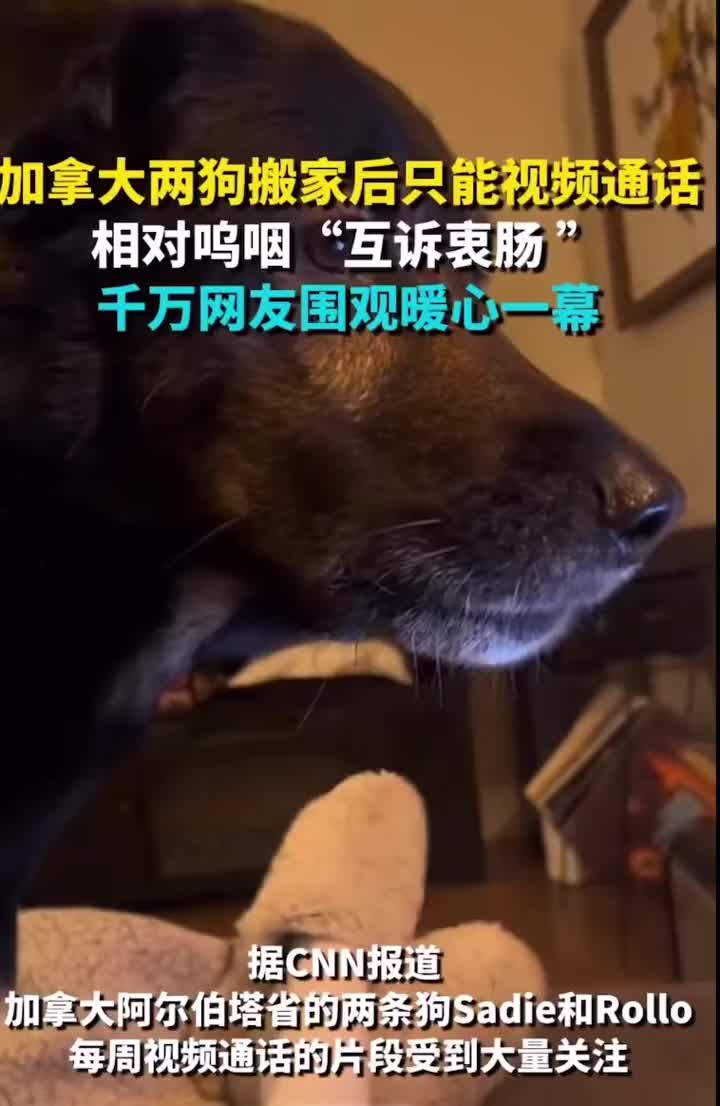 两狗搬家后只能视频通话，再次见面尾巴变“螺旋桨”