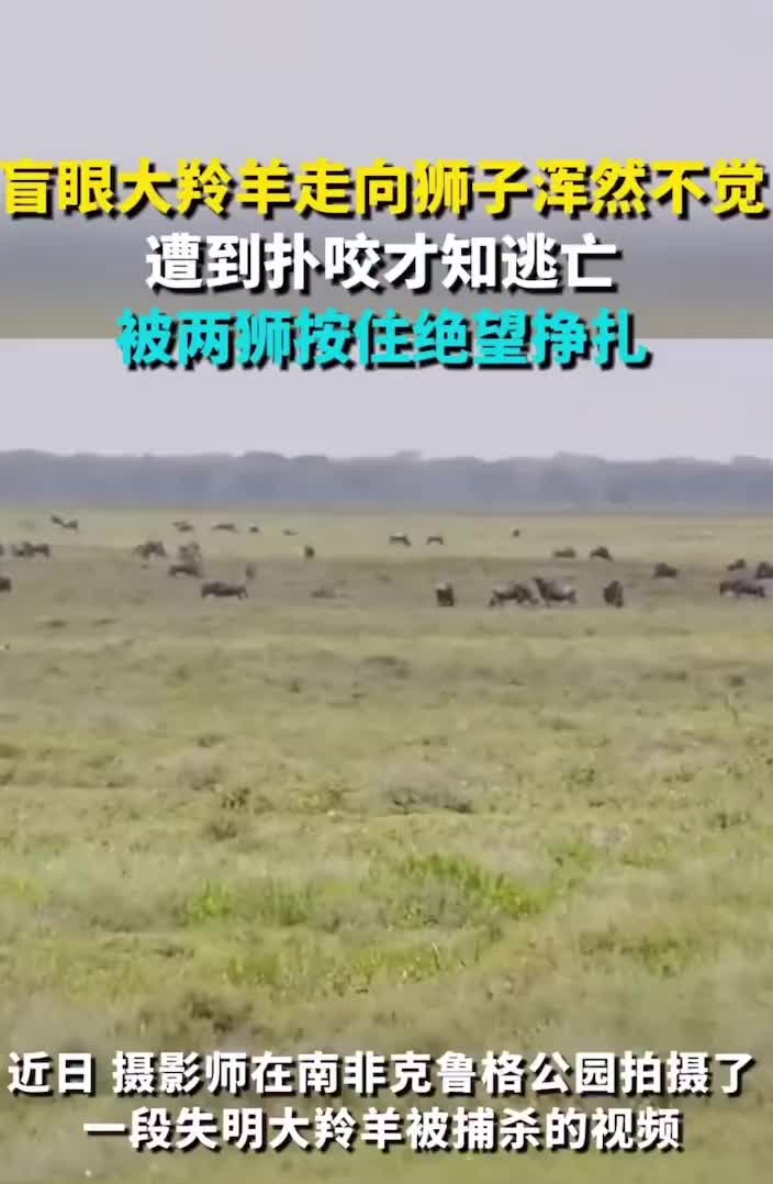 羚羊浑然不觉的走向狮子