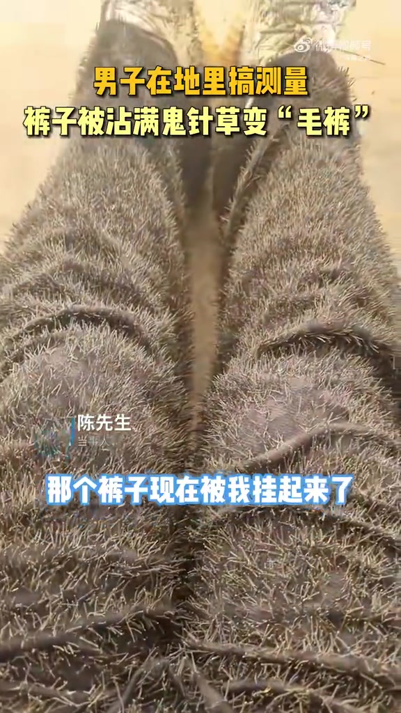 男子地里搞测量，裤子被沾满鬼针草变“毛裤”