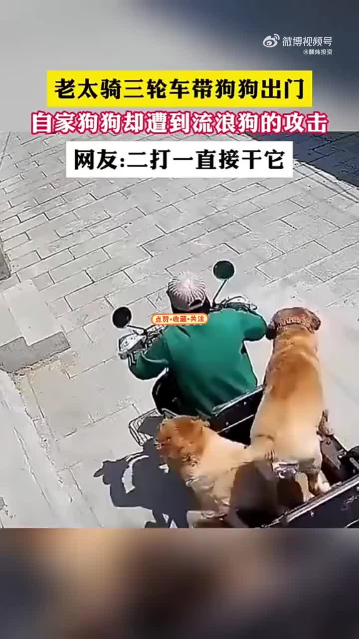 不怕猪一样的对手，就怕狗一样的队友