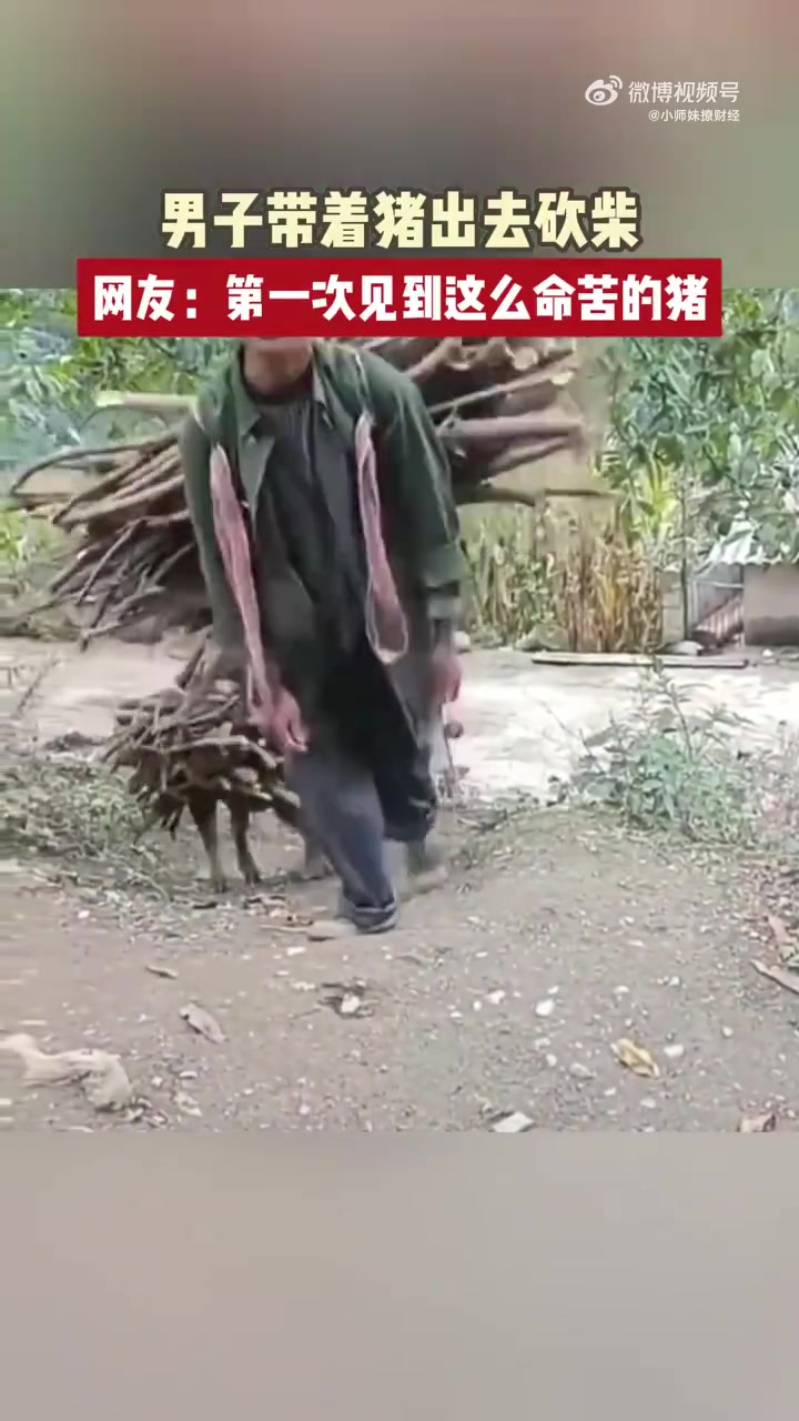 野猪：早知道被猎人打死算了！