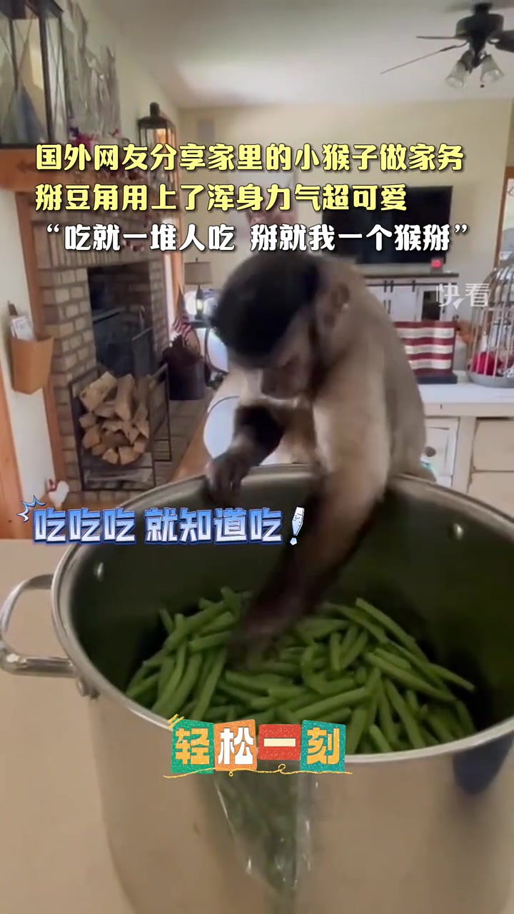 国外网友分享家里的小猴子做家务，掰豆角用上了浑身力气