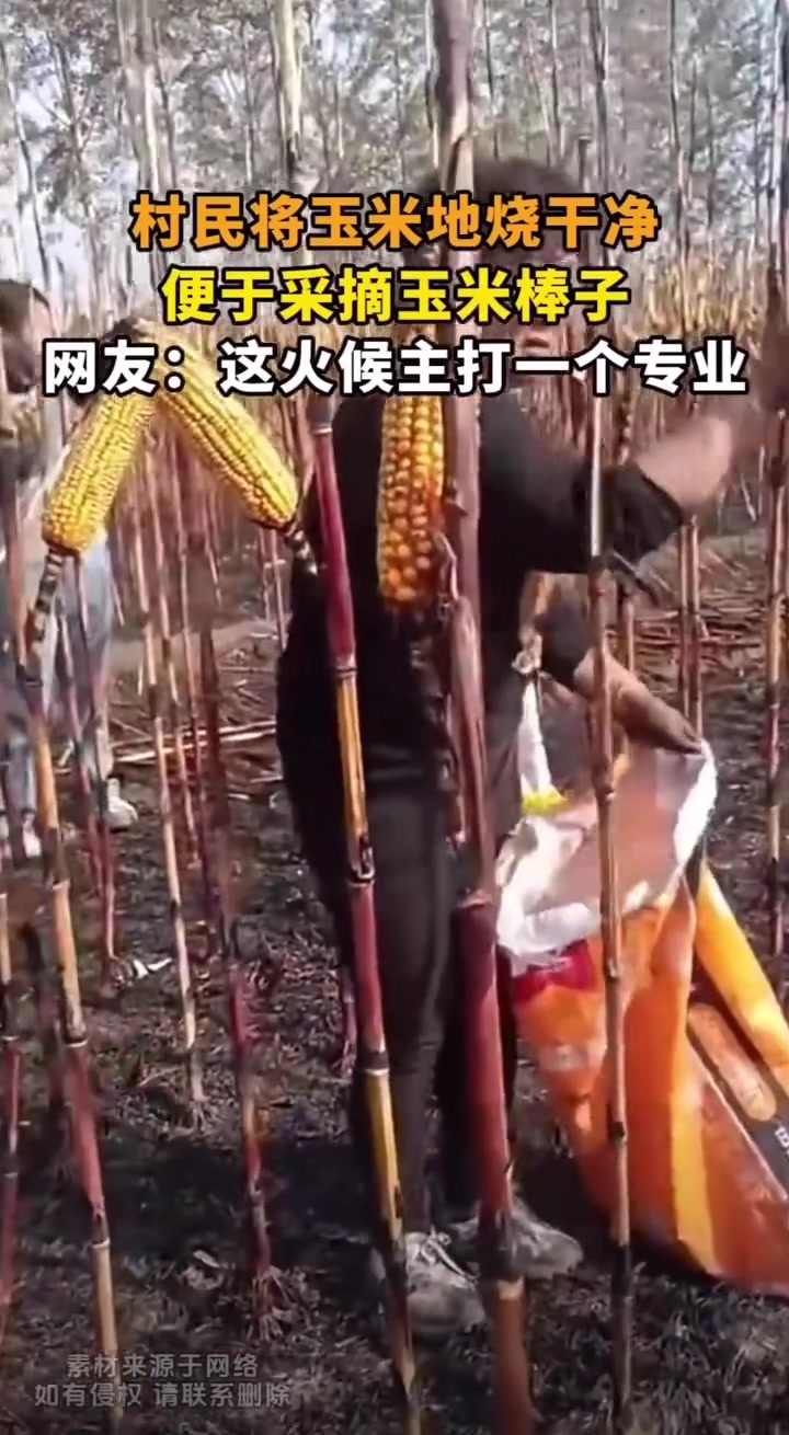 村民将玉米地烧干净，便于采摘玉米棒子，火候掌握的真好
