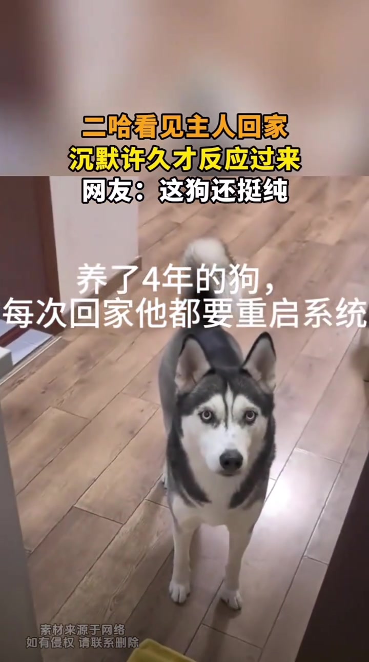 养了四年的狗就这样果然是纯种二哈