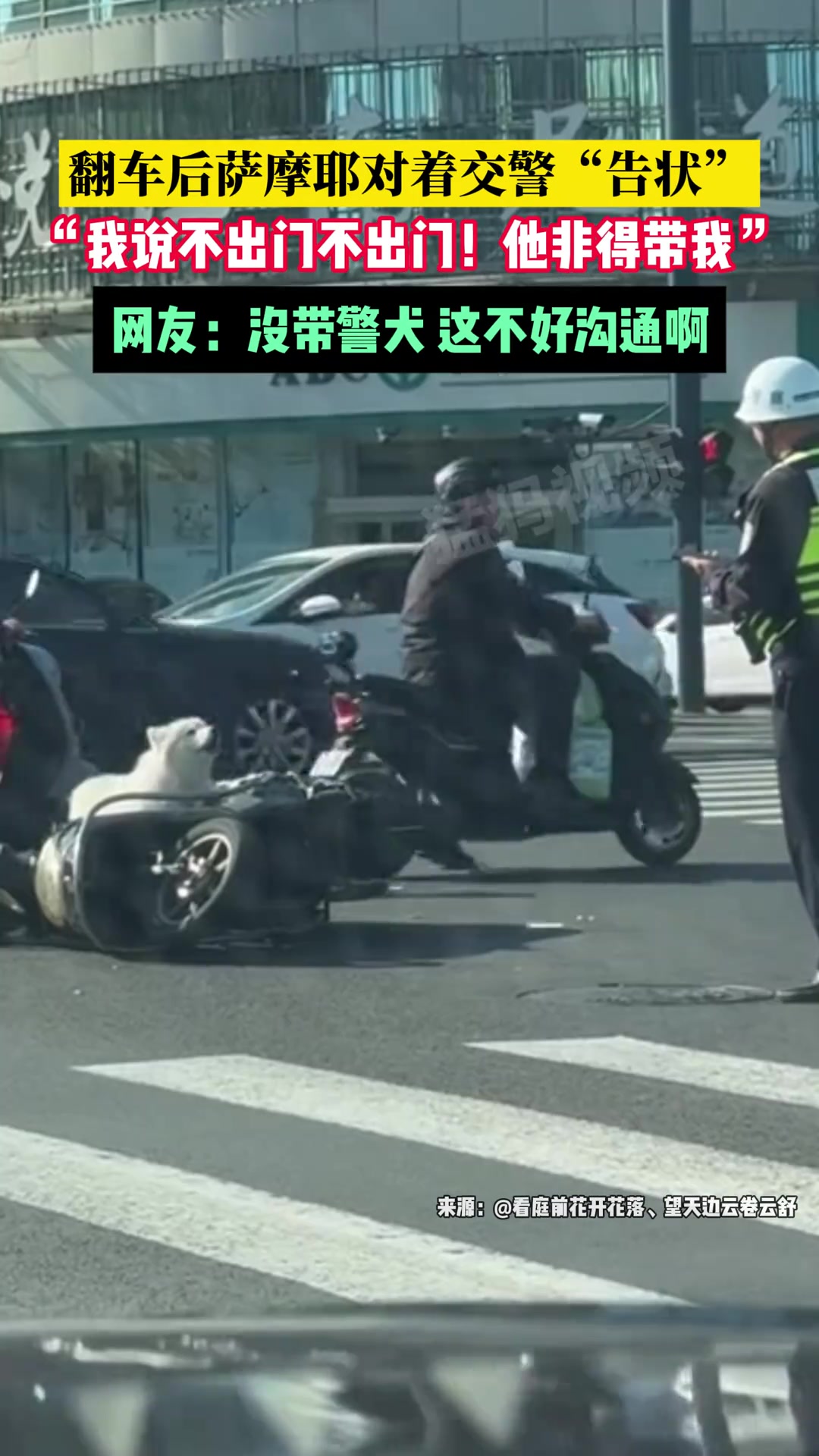 翻车后萨摩耶对着交警“告状”