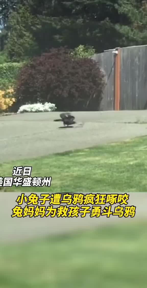 兔子为保护幼崽奋力赶走乌鸦