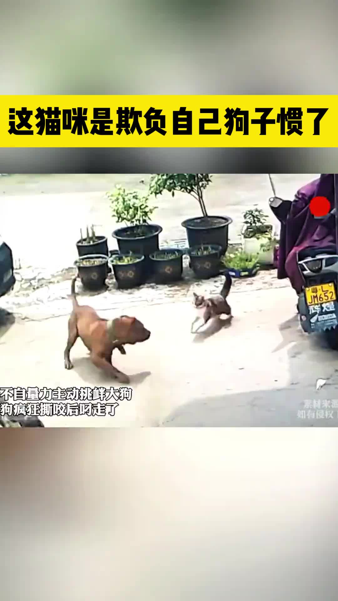 猫咪分不清大小王