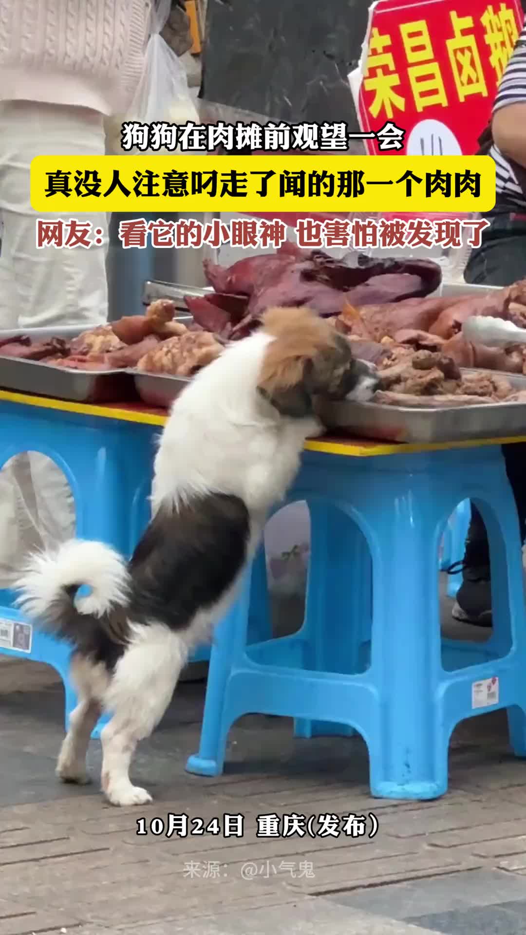 看它的小眼神，也害怕被发现了