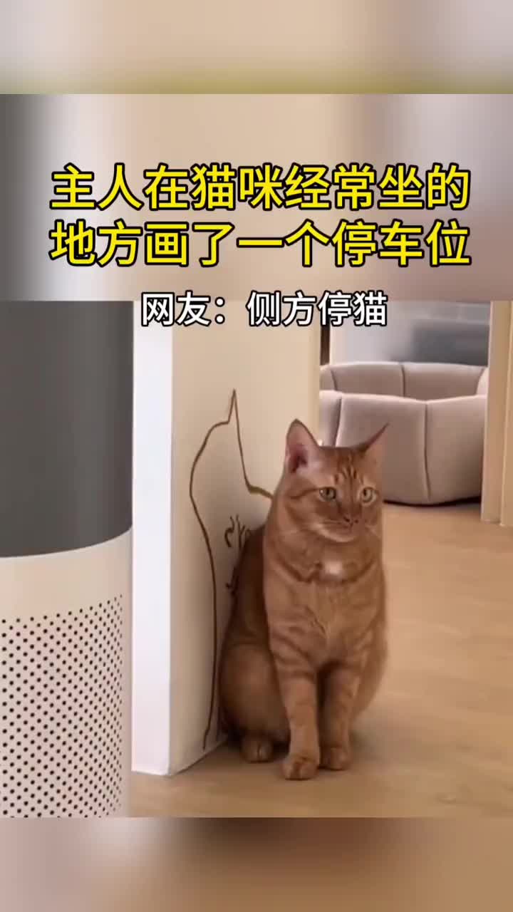 侧方位停猫
