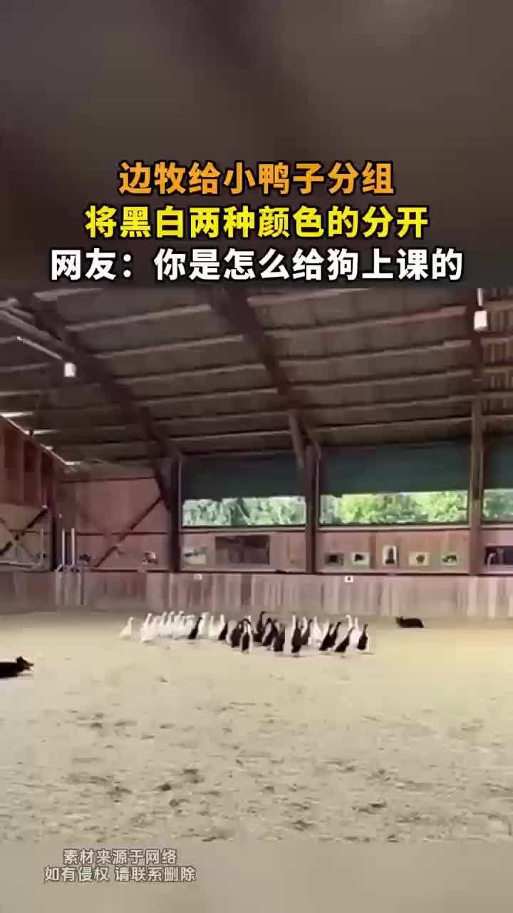 网友你是怎么给狗上课的！
