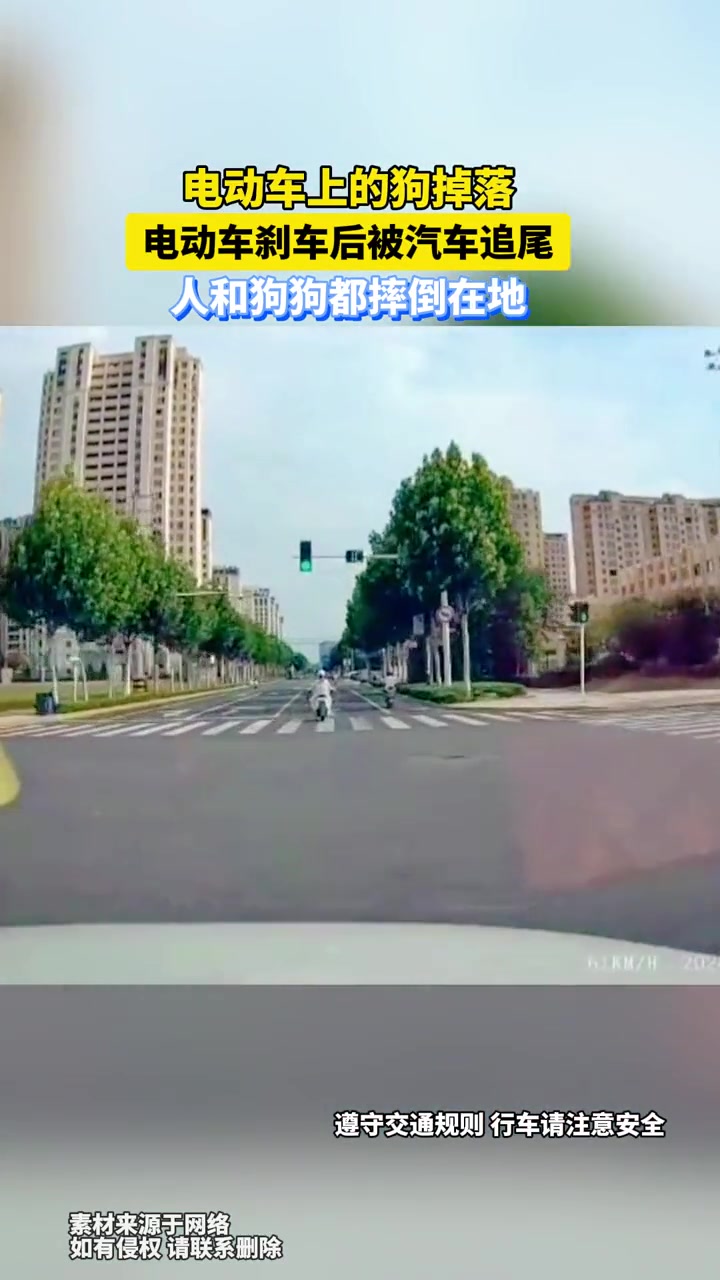 电动车上的狗掉落，电动车刹车后被汽车追尾，人和狗狗都摔倒在地