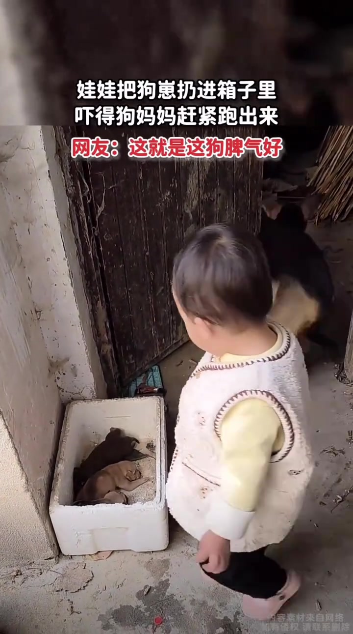 娃娃把狗崽扔进箱子里，吓的狗妈妈赶紧跑出来