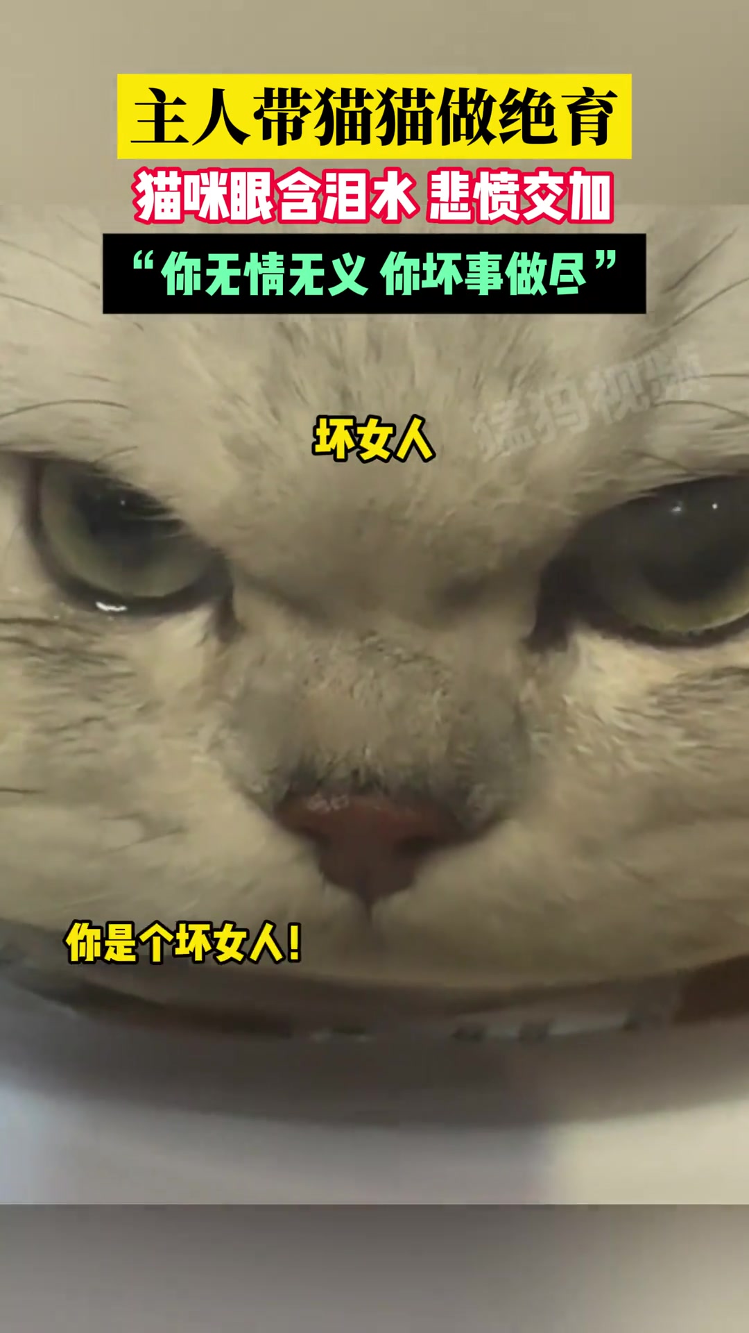 主人带猫猫做绝育，猫咪眼含泪水悲愤交加