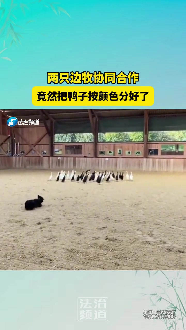 两只边牧协同合作，竟然把鸭子按颜色分好了！