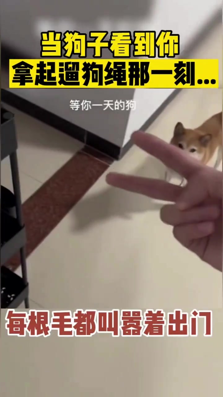 当狗子看到你拿起遛狗绳的那一刻