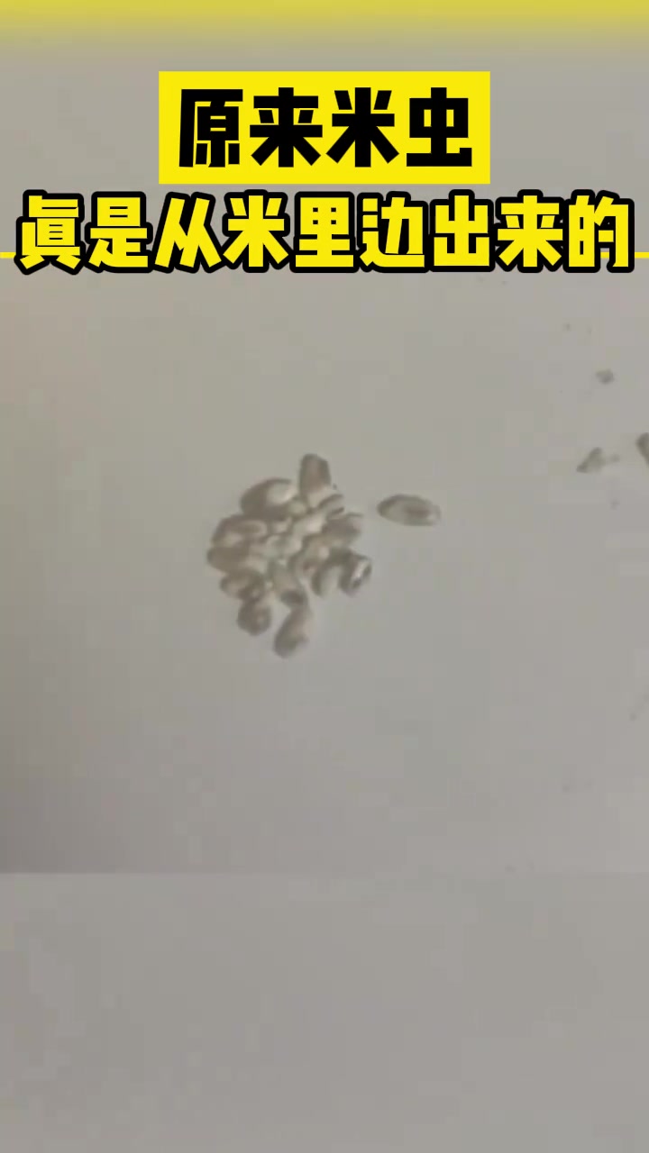 原来米虫真是从米里边出来的