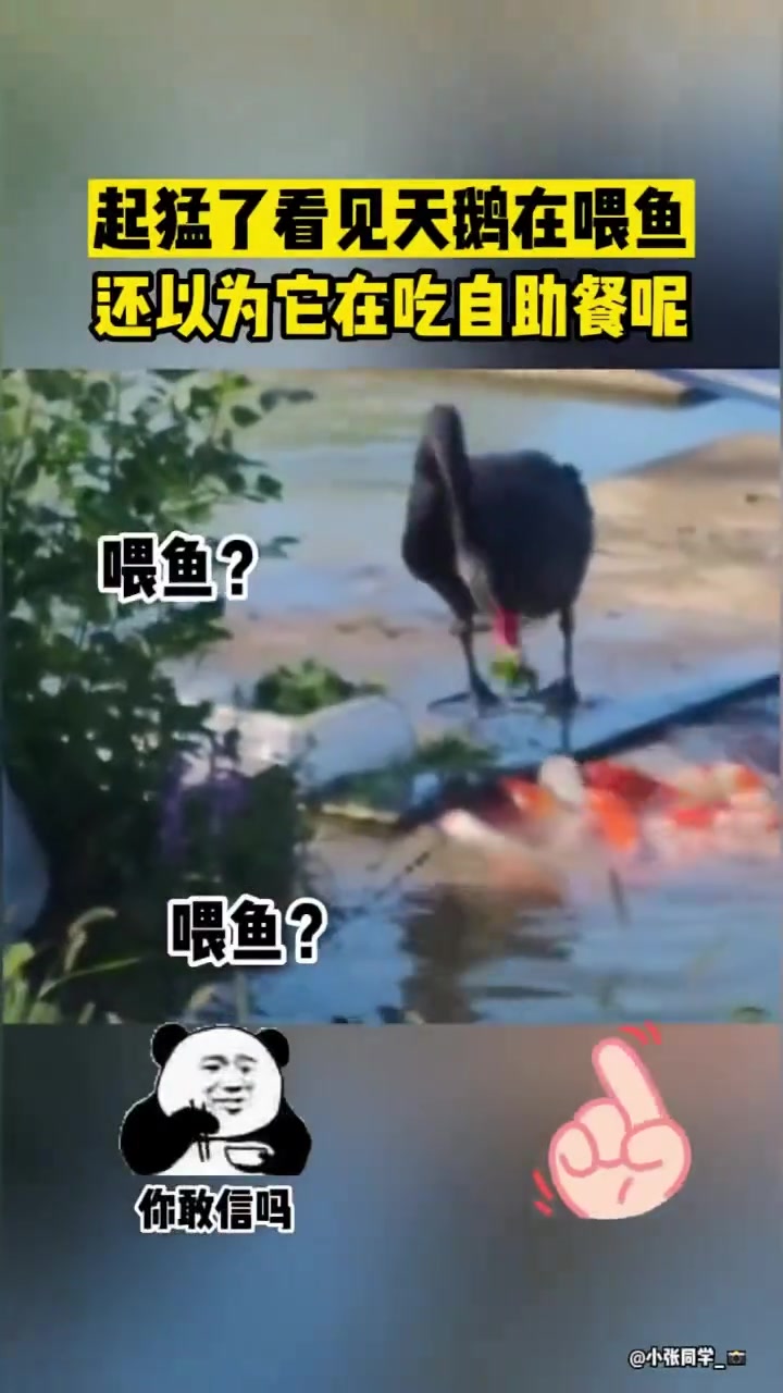 起猛了看见天鹅在喂鱼还以为它在吃自助餐呢