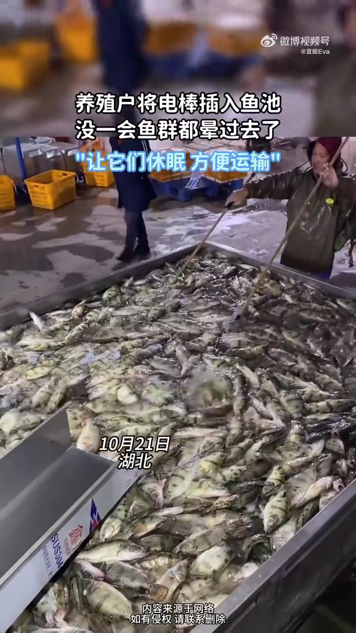 养殖户将电棒插入鱼池，没一会鱼群都晕过去了！