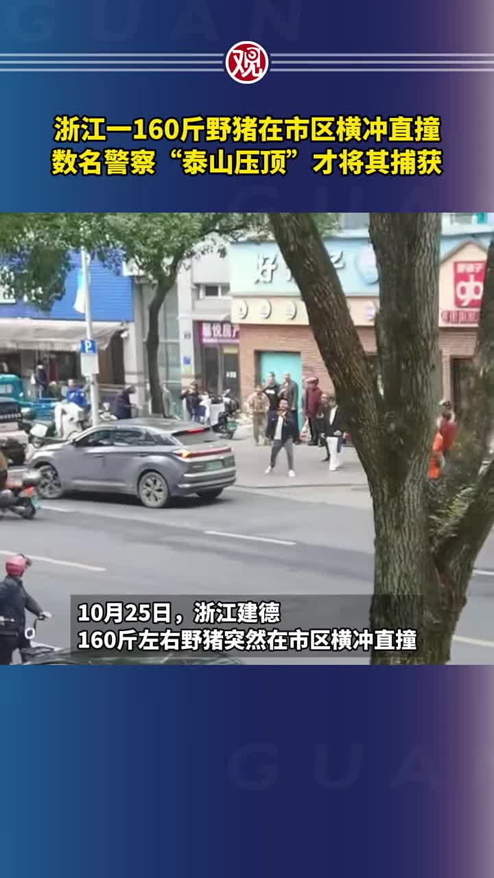 一160斤野猪在市区横冲直撞，数名警察“泰山压顶”才将其捕获！