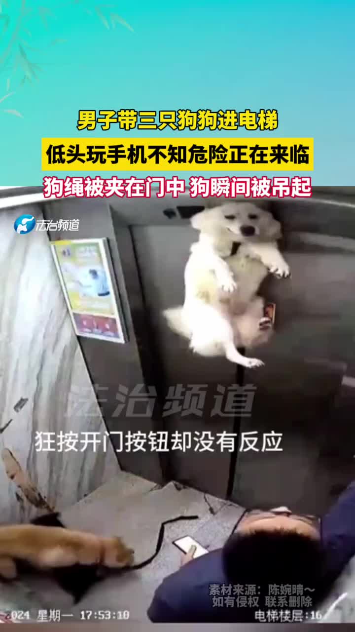 男子带三只狗狗进电梯，低头玩手机不知危险正在来临