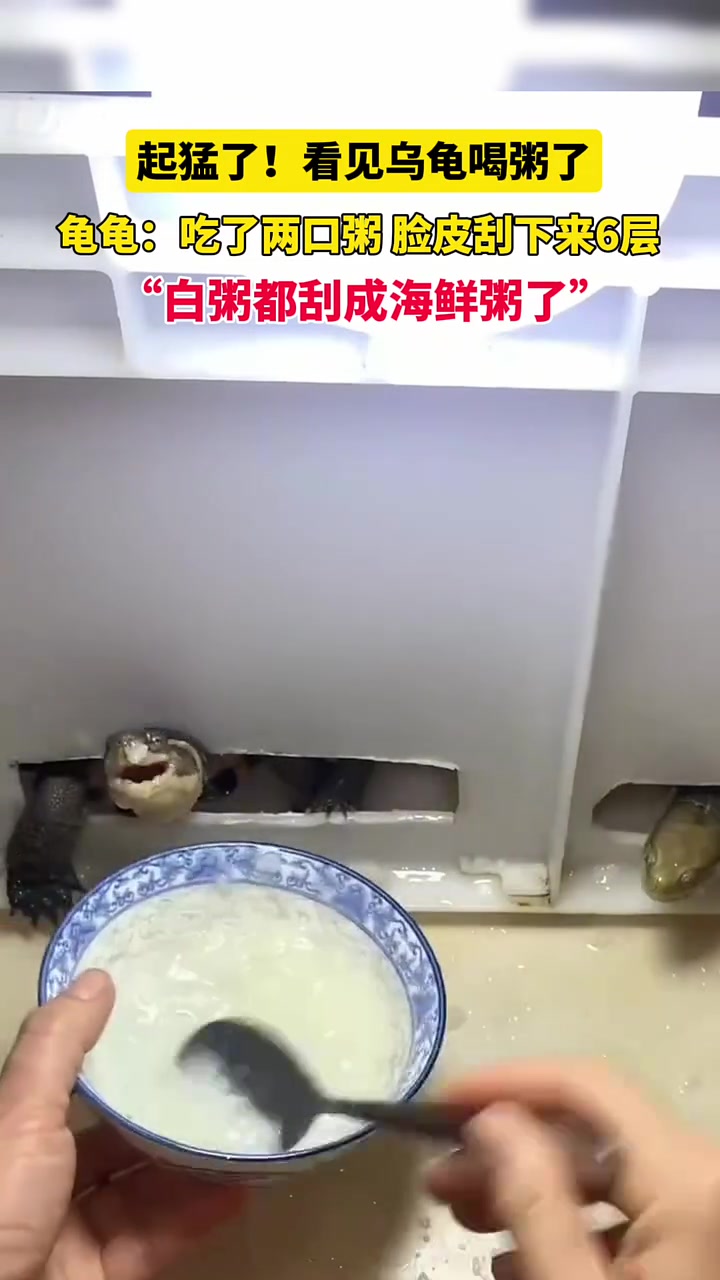 起猛了！看见乌龟喝粥了，网友：白粥都刮成海鲜粥了！