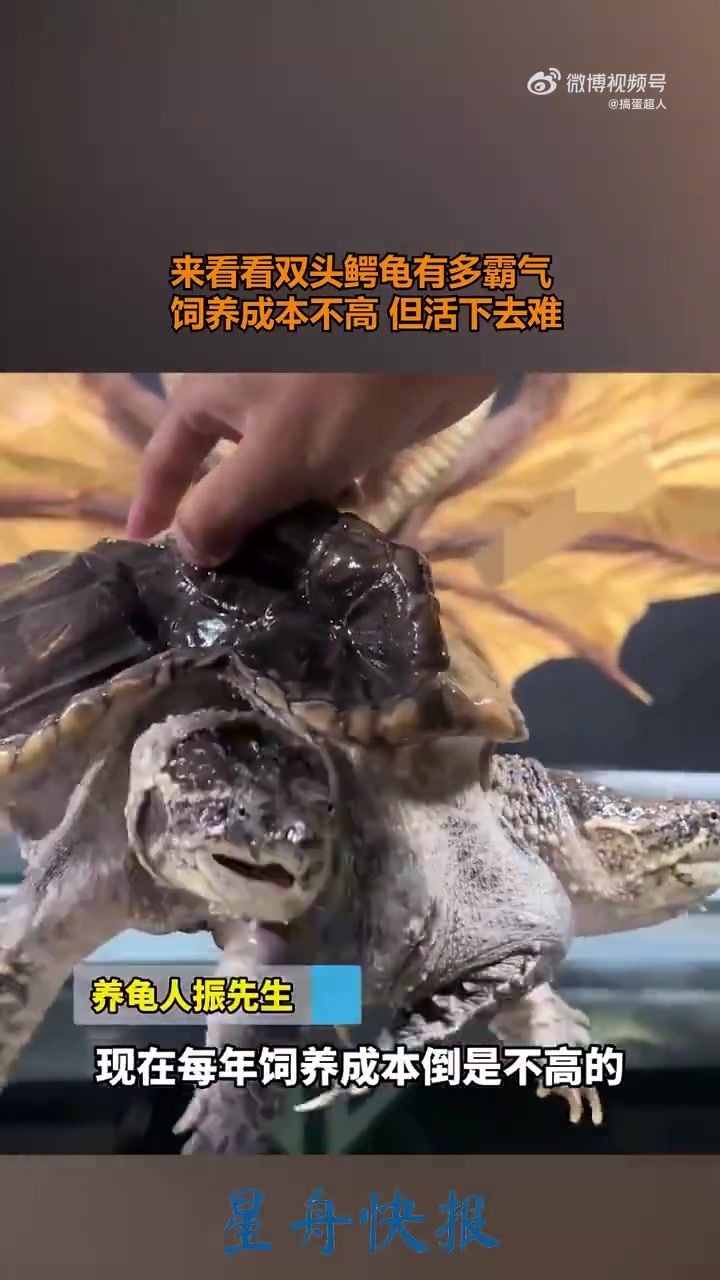 来看看双头鳄龟有多霸气，这要怎么活下去！！