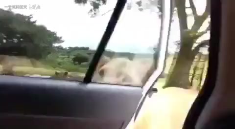 为什么狮子会打开车门啊！！！