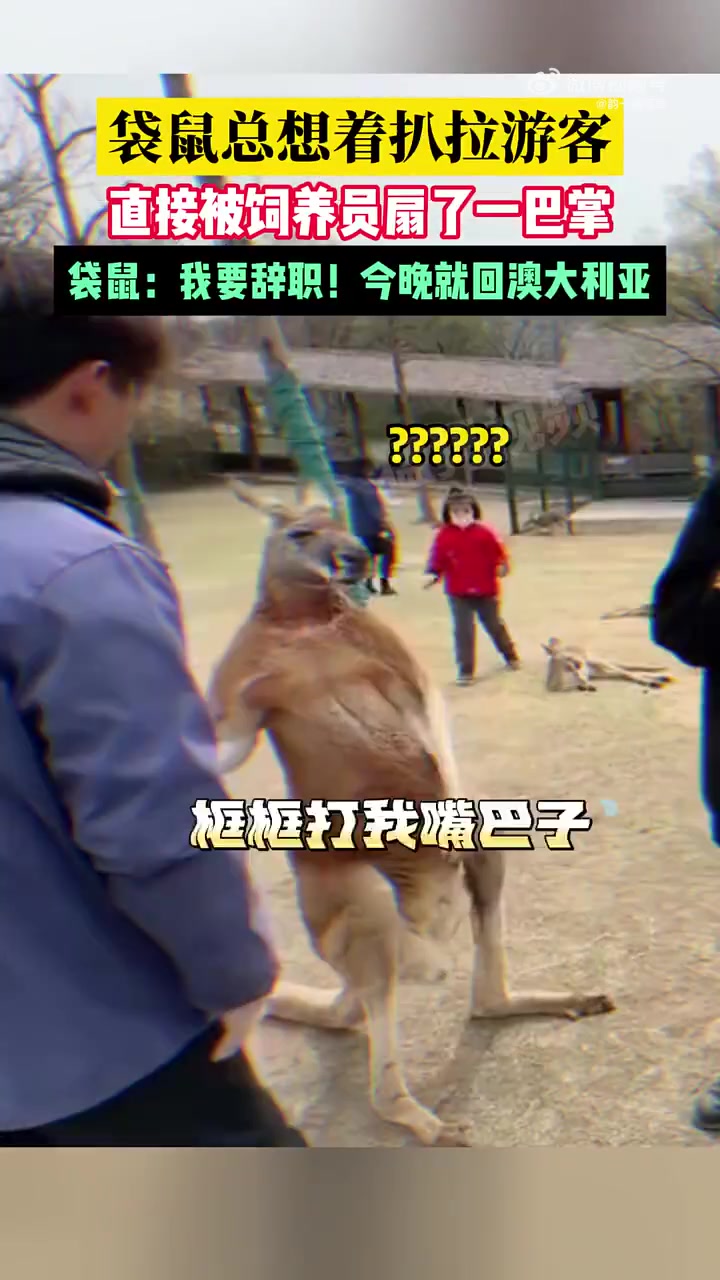 袋鼠总想着扒拉游客，直接被饲养员扇了一巴掌