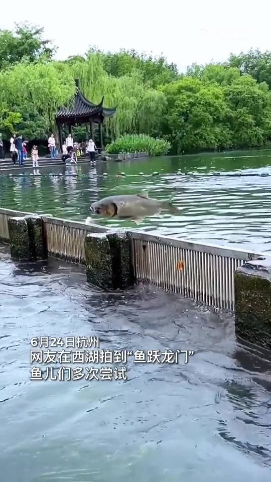 西湖三条鲢鱼同时“跃龙门”，上岸！