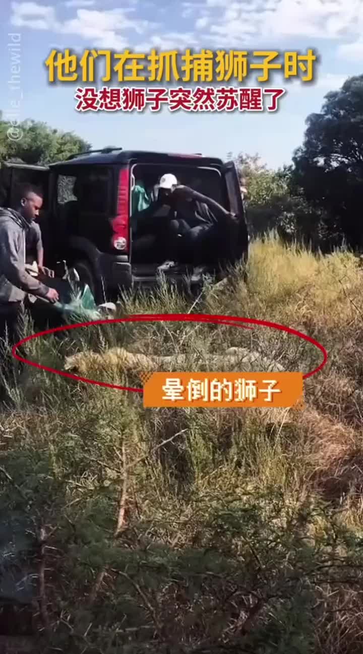 差点吓死，打了麻药的狮子抓到一半醒了