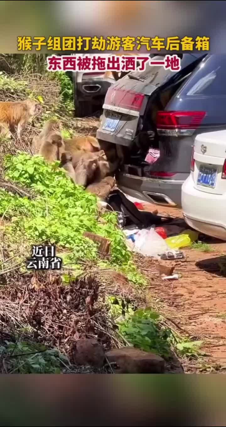 猴子组团打劫游客后备箱