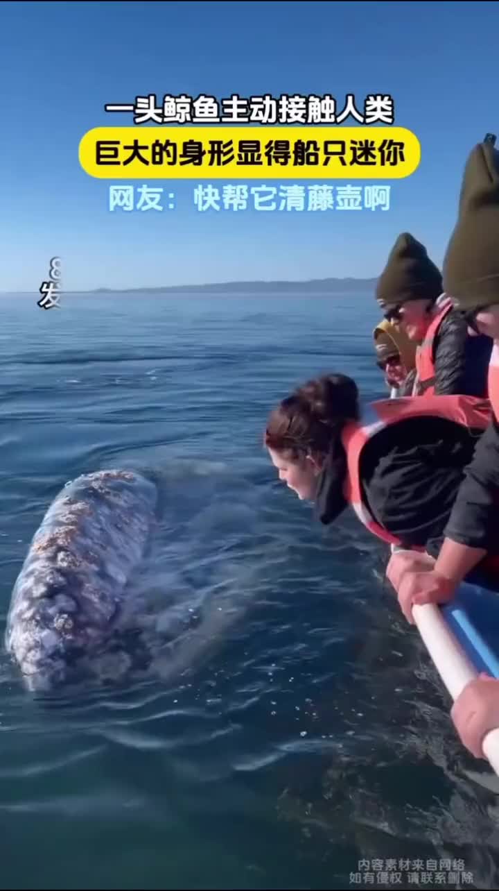 鲸鱼主动接近人类非常温顺