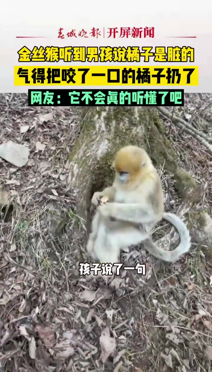 你真听得懂啊！金丝猴听到橘子脏，气得把咬过的橘子扔掉了！！！