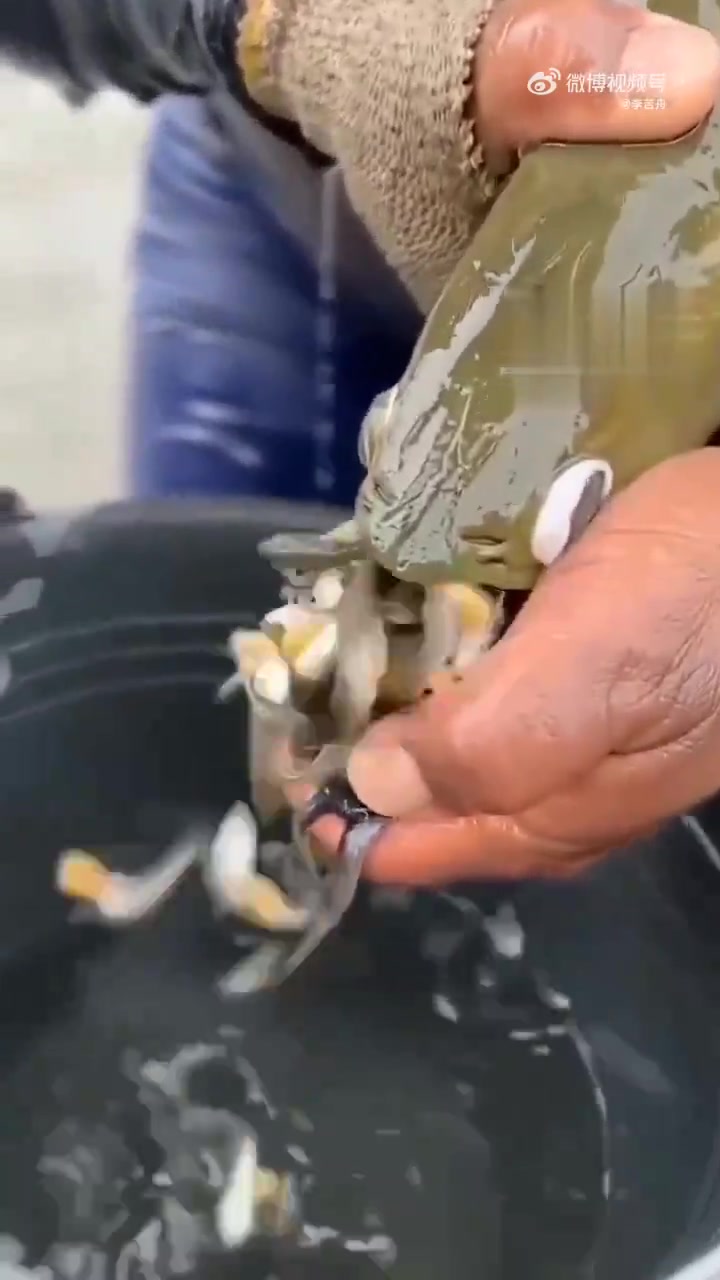 雄性龙鱼会在孵化期间将鱼卵含在口中以保护它们