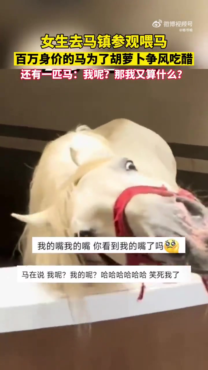 价值百万的马也要抢着吃胡萝卜！！这表情太好笑了！！