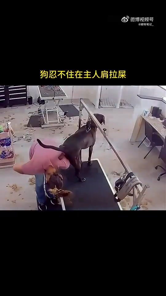狗狗在主人身上拉粑粑，不过有一说一，这衣服还真不错防粘！！！
