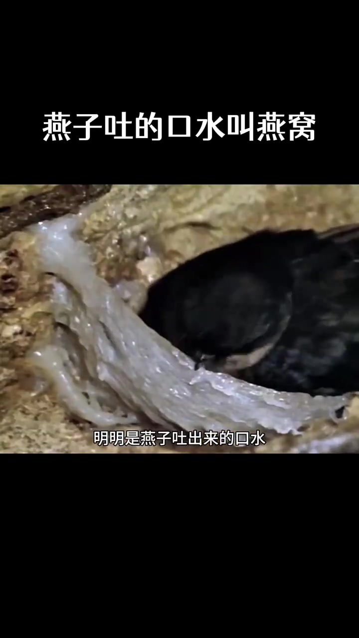 燕子：人类真奇怪，别人的口水都喜欢吃！！
