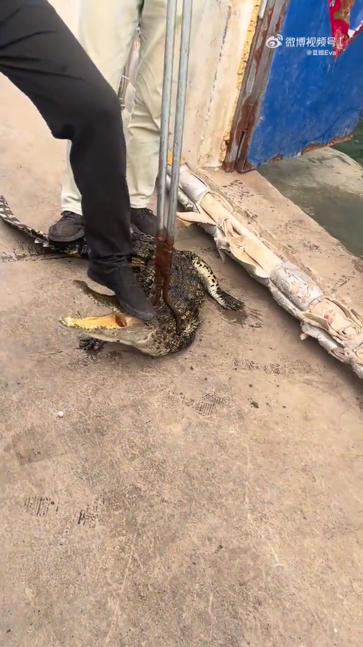 鳄鱼：死亡翻滚不是这么用的！