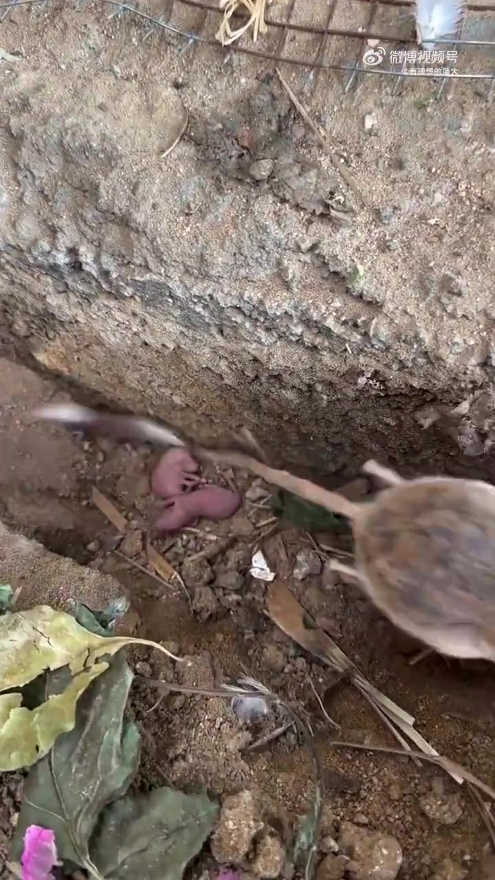 清理后院发现一个长的很像老鼠的东西，这是什么动物