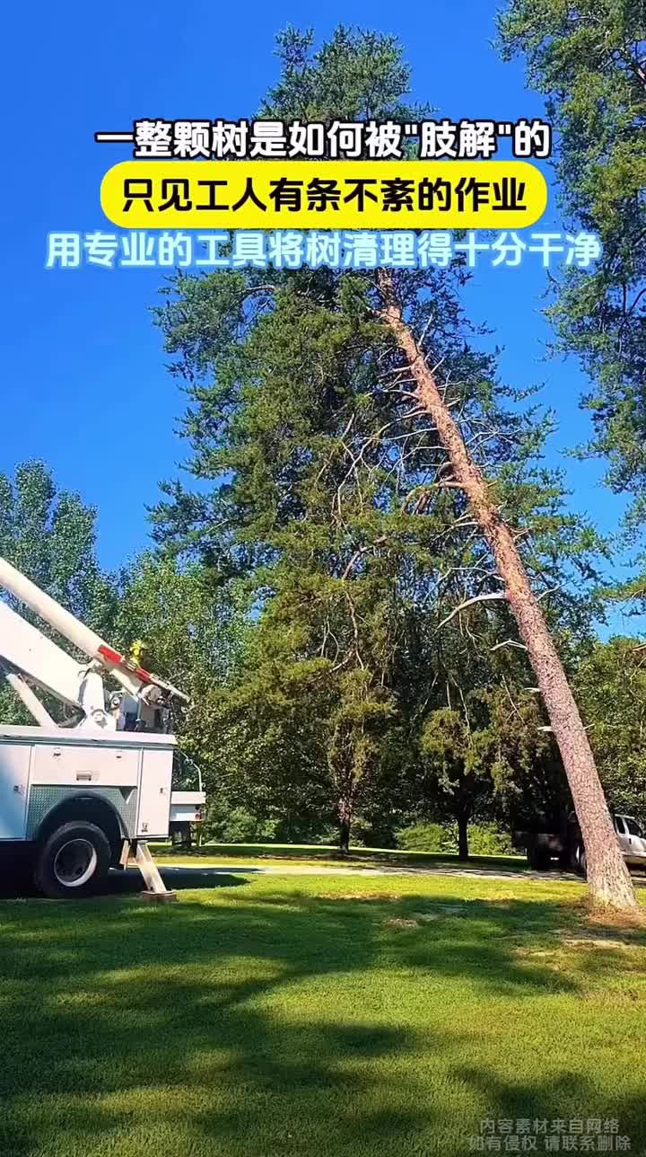 看专业机器如何一步步砍树