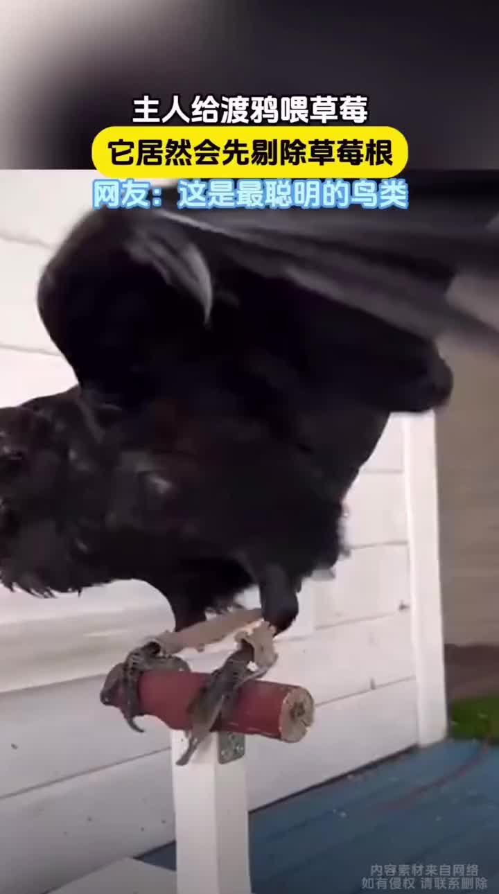 这渡鸦还这么挑剔的啊呀