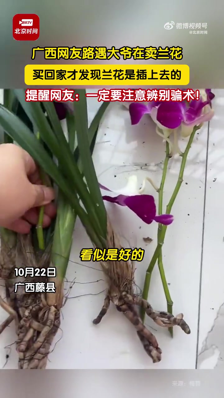 女子路边遇到大爷在卖兰花，买回家才发现兰花是插上去的