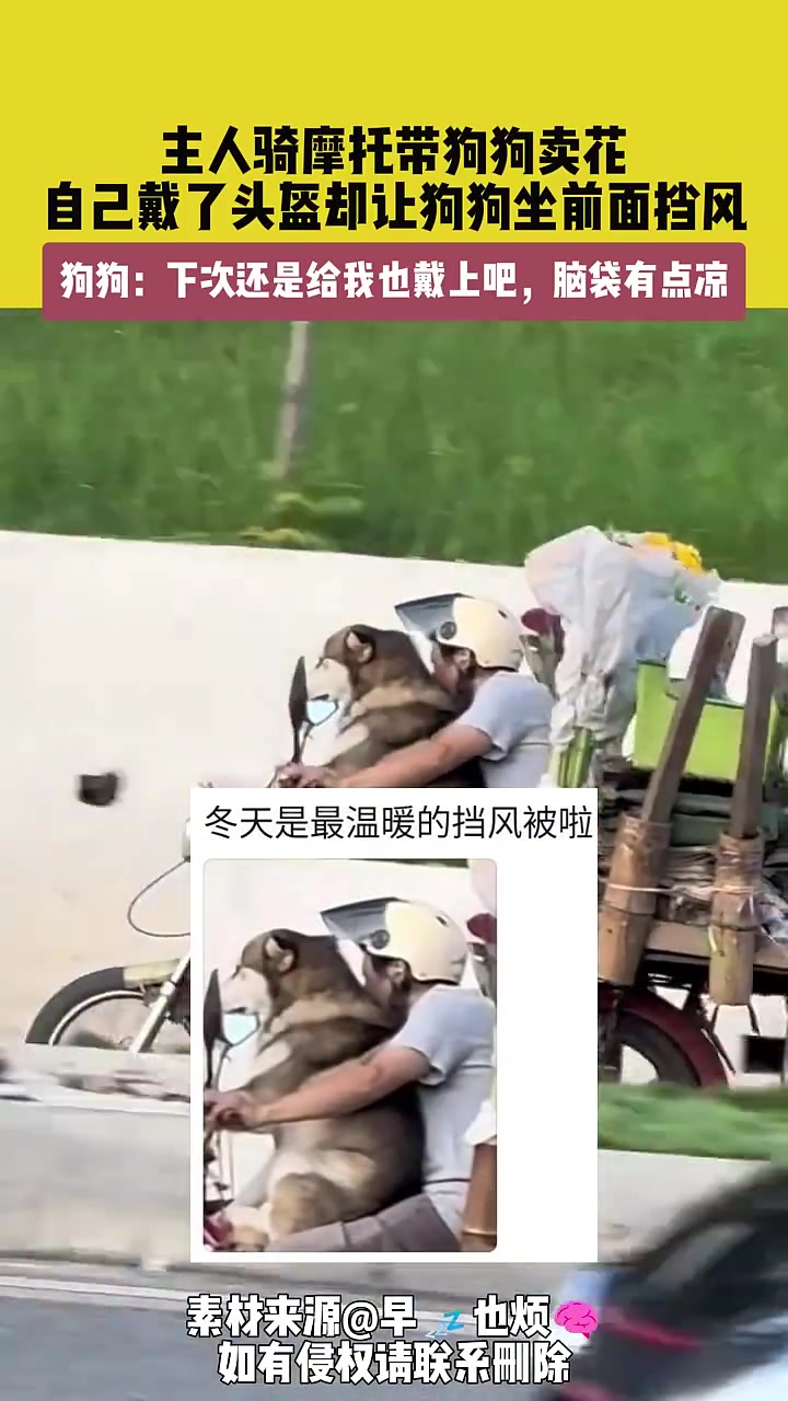 主人骑摩托带二哈卖花