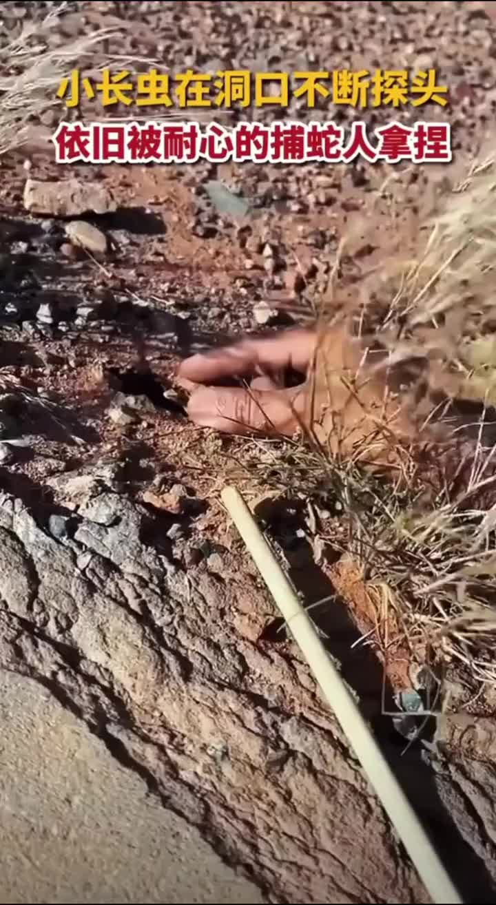 捕蛇人的耐心最终让其成功抓到猎物