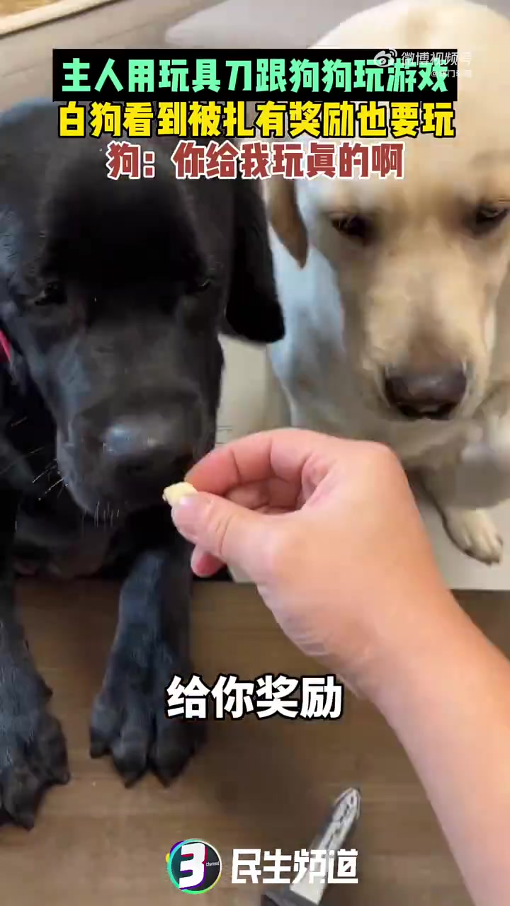你是怎么说服它和你一起拍视频的