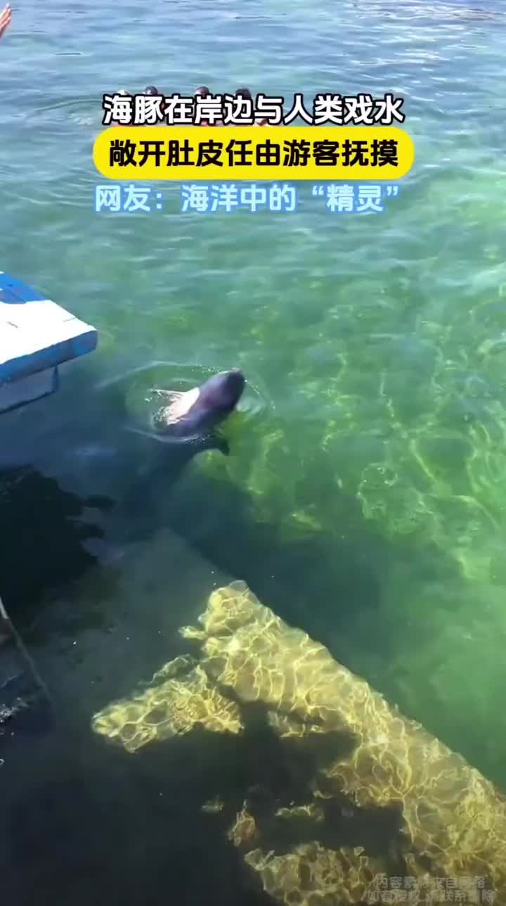 海豚在岸边与游客嬉戏