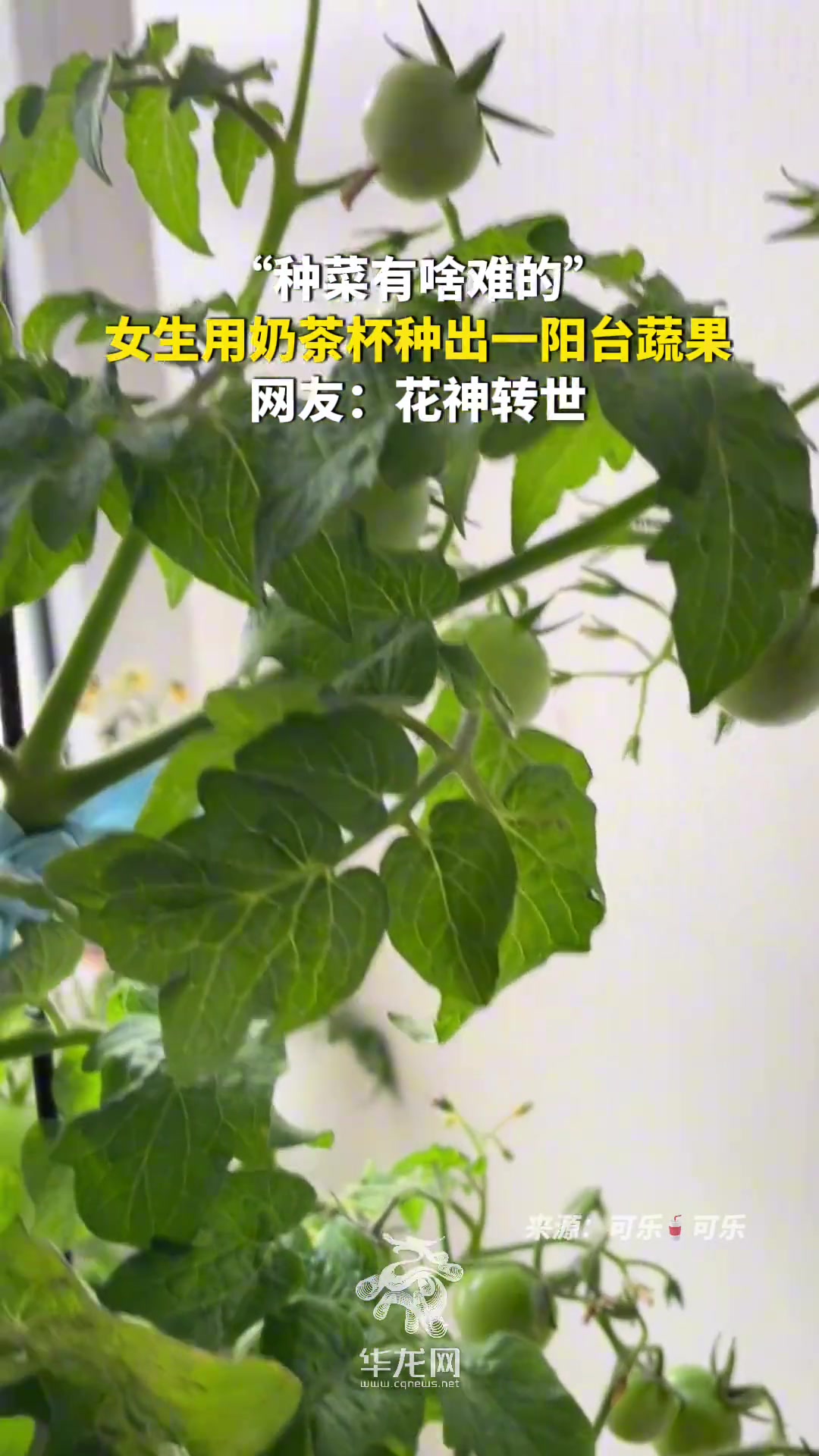 “种菜有啥难的”，女生用奶茶杯种出一阳台蔬果