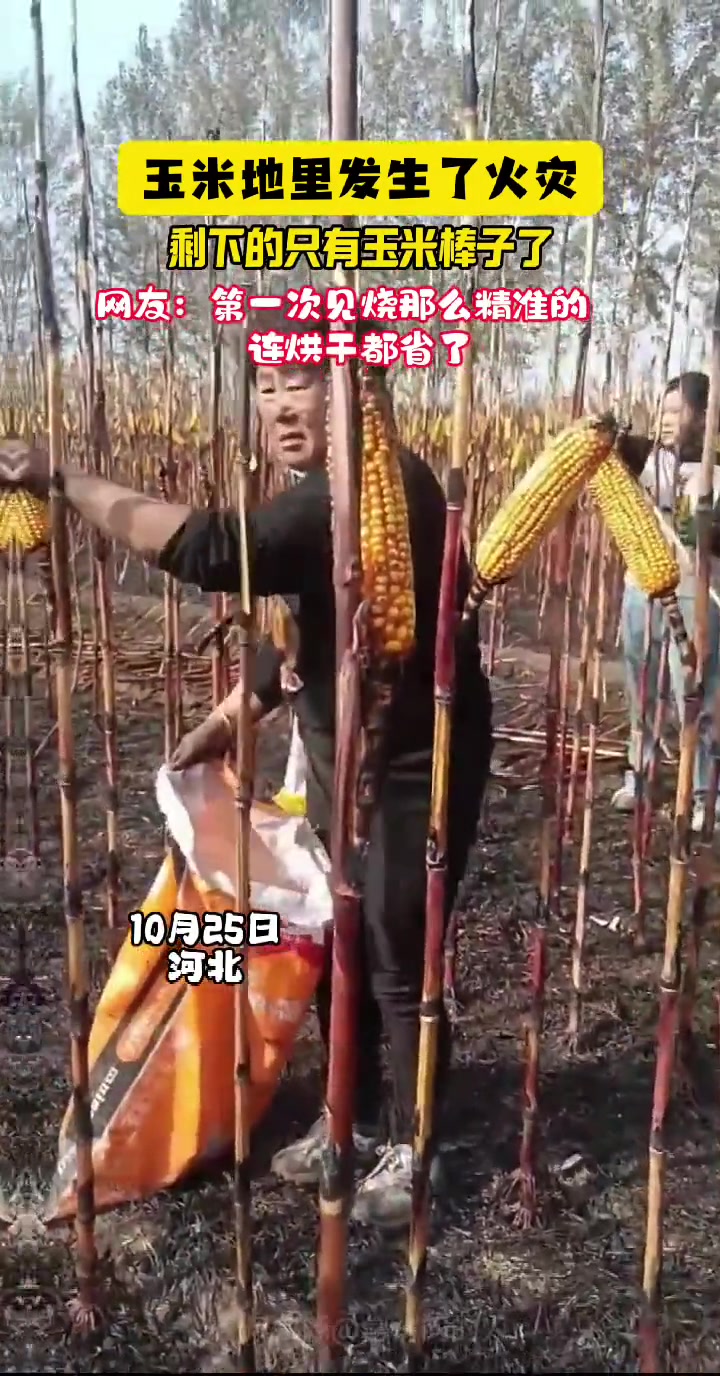玉米地里发生了火灾，剩下的只有玉米棒子了