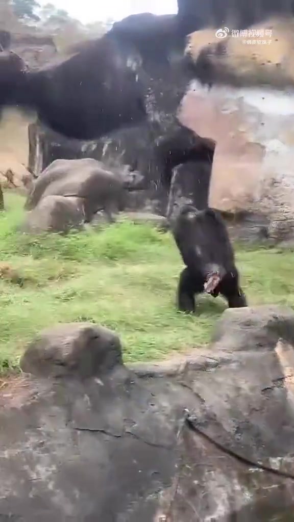 好家伙，这暴脾气！